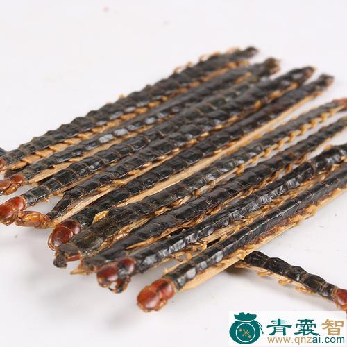 中药材飞蜈蚣图片