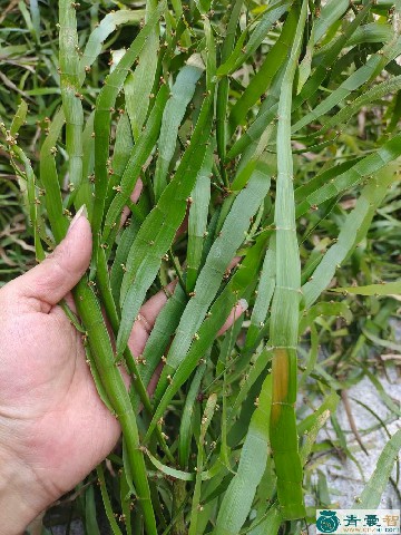 中药材飞蜈蚣藤图片