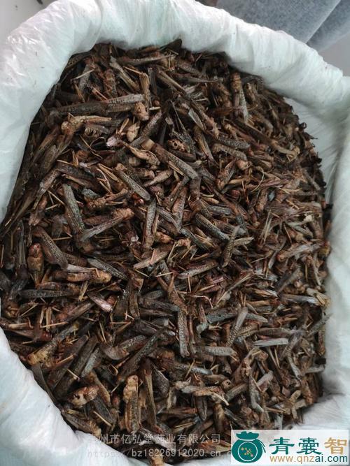 中药材飞蝗图片