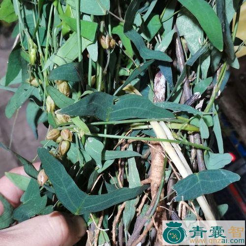 中药材飞锡草图片