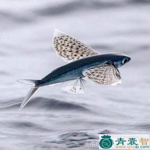 飞鱼的性味归经以及功效用法-青囊智