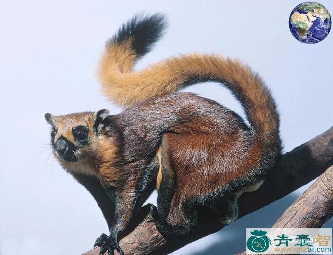 中药材飞鼠图片
