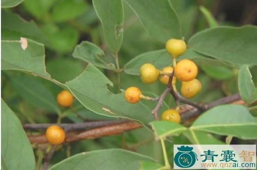 中药材飞龙掌血叶图片