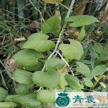 中药材飞龙接骨图片