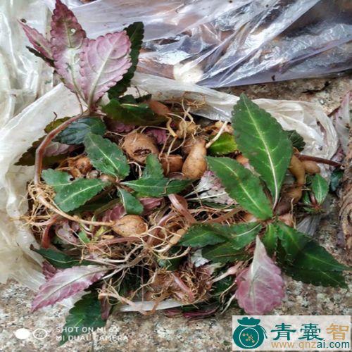 中药材饭巴坨图片