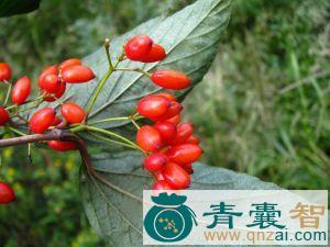 中药材饭汤子果实图片
