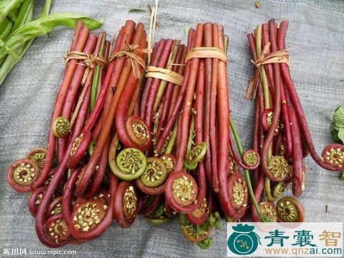 中药材饭蕨图片