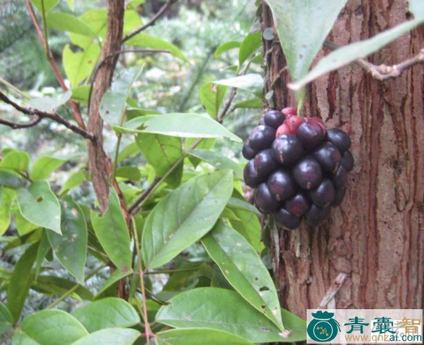 中药材饭闭根图片