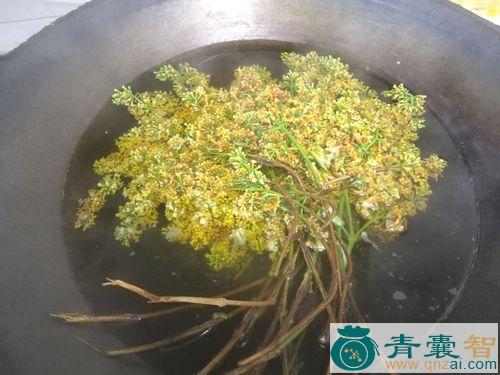 中药材饱饭花图片