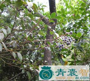 中药材饱饭花果图片