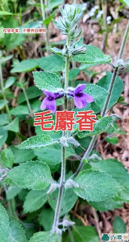 中药材饼草图片