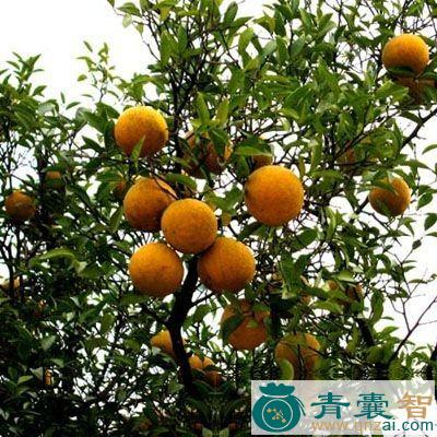 香圆子的性状以及功效用法-青囊智