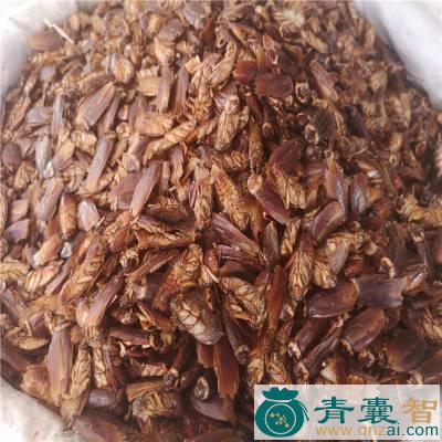 中药材香娘子图片