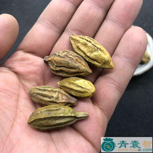 中药材香柯柯图片