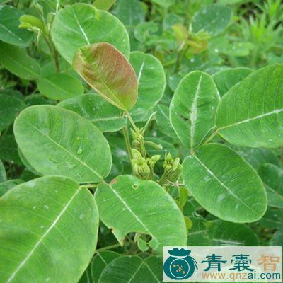 中药材香槁树图片