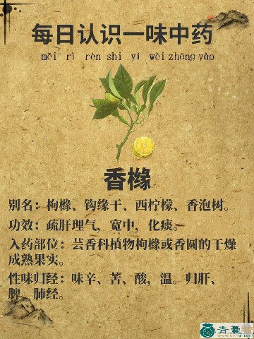 中药材香橼柑枸橼图片