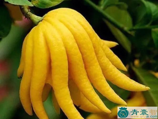 中药材香橼露图片