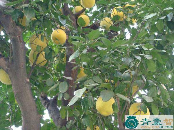 中药材香泡树图片