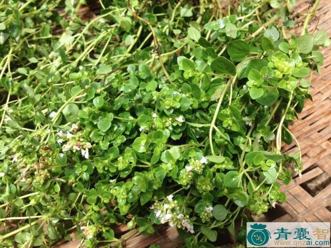 中药材香炉草图片