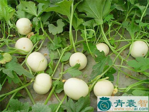 中药材香瓜图片
