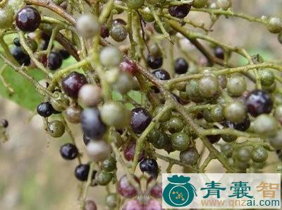 中药材香石藤果图片