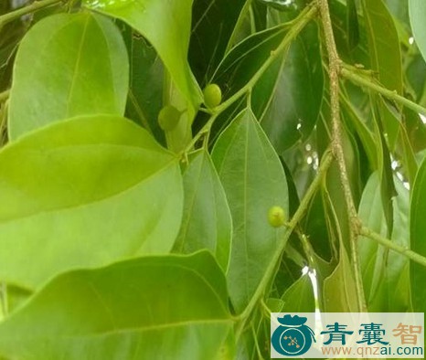 中药材香胶木图片