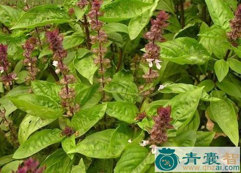 香花子的性状性味归经以及功效用法和注意事项-青囊智