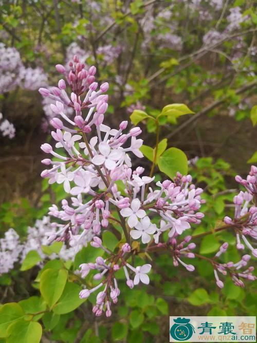 中药材香花花图片