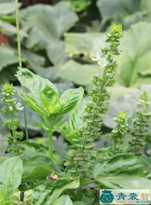 中药材香花草图片