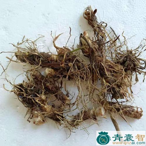 中药材香茅筋骨草图片