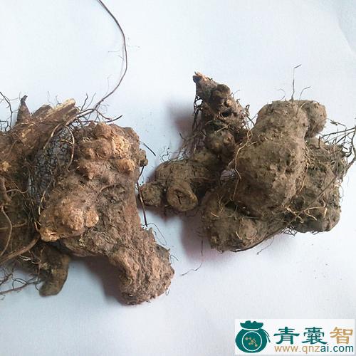 中药材香茶菜根图片