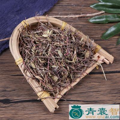 中药材香草图片
