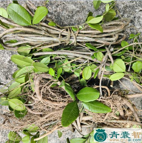 中药材香藤刺图片