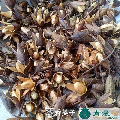 中药材香铃子图片