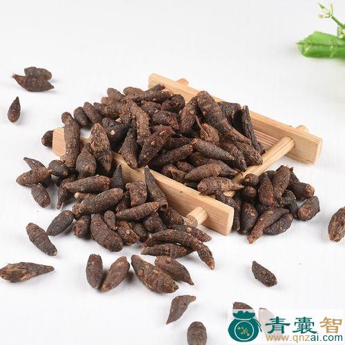 中药材香附子图片