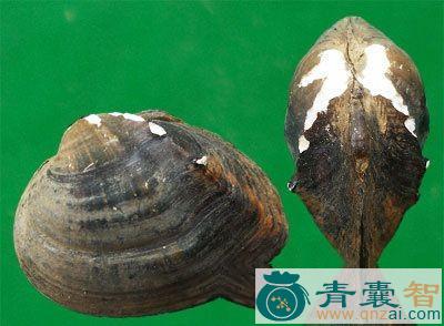 马刀的性味归经以及功效用法-青囊智