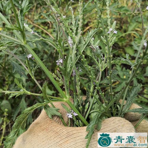 中药材马刺草图片