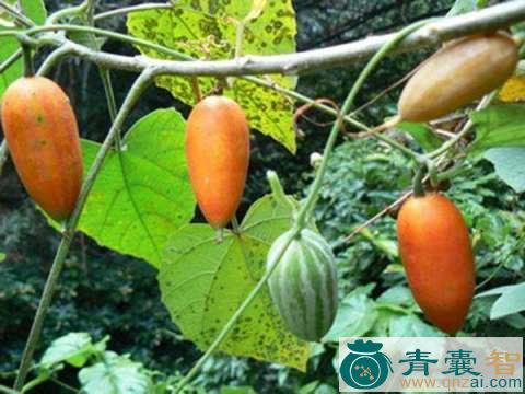 中药材马剥儿图片