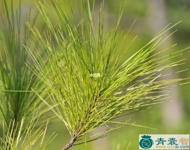 马尾松的性味归经以及功效用法-青囊智
