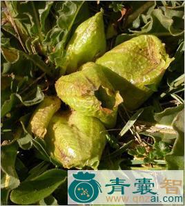 中药材马尿泡图片