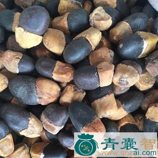 中药材马屎果图片
