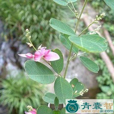 中药材马扫帚图片
