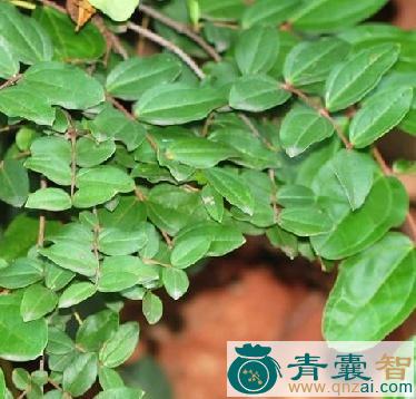 中药材马桑叶图片