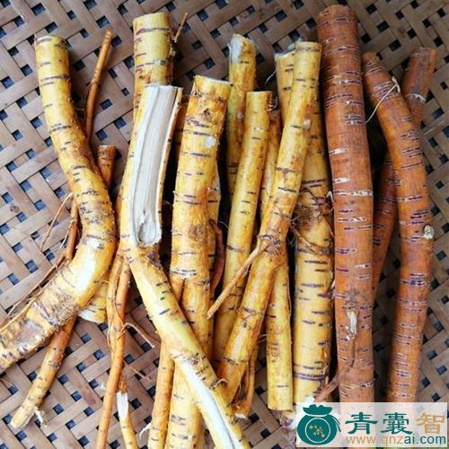 中药材马桑根图片