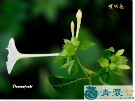 中药材马桶花图片