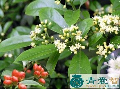 中药材马比木图片