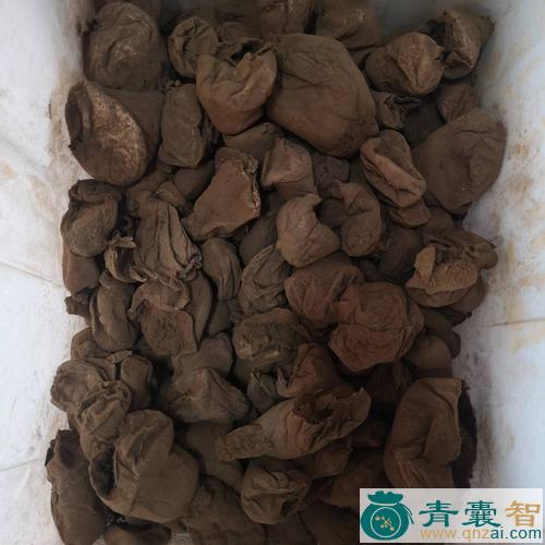 中药材马熊图片