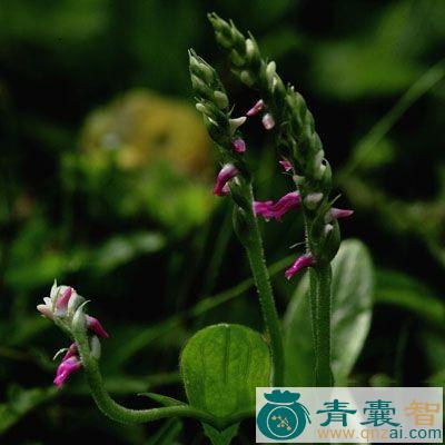 马牙七的性状性味归经以及功效用法和注意事项-青囊智