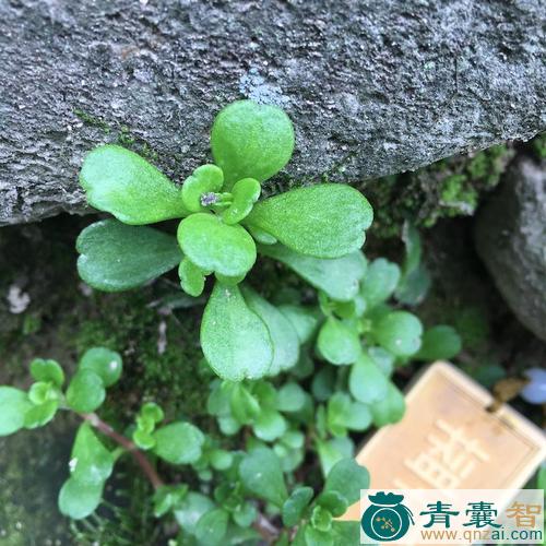 中药材马牙半支图片