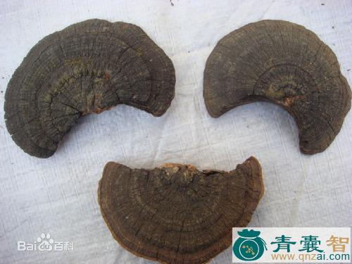 中药材马狼柴图片